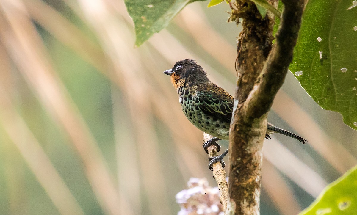 Rufous-throated Tanager - ML114639781