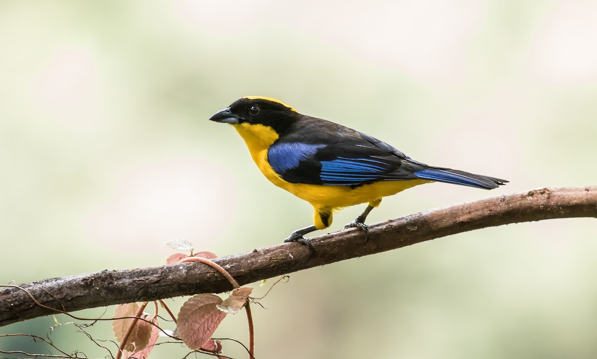 Blue-winged Mountain Tanager - ML114640301
