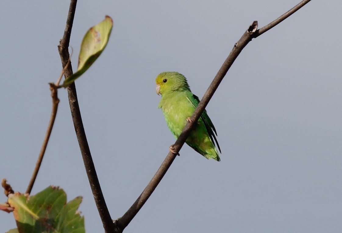 Зелёный воробьиный попугайчик - ML114640591