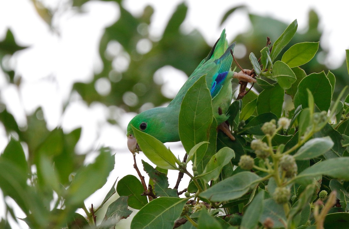 Зелёный воробьиный попугайчик - ML114640601