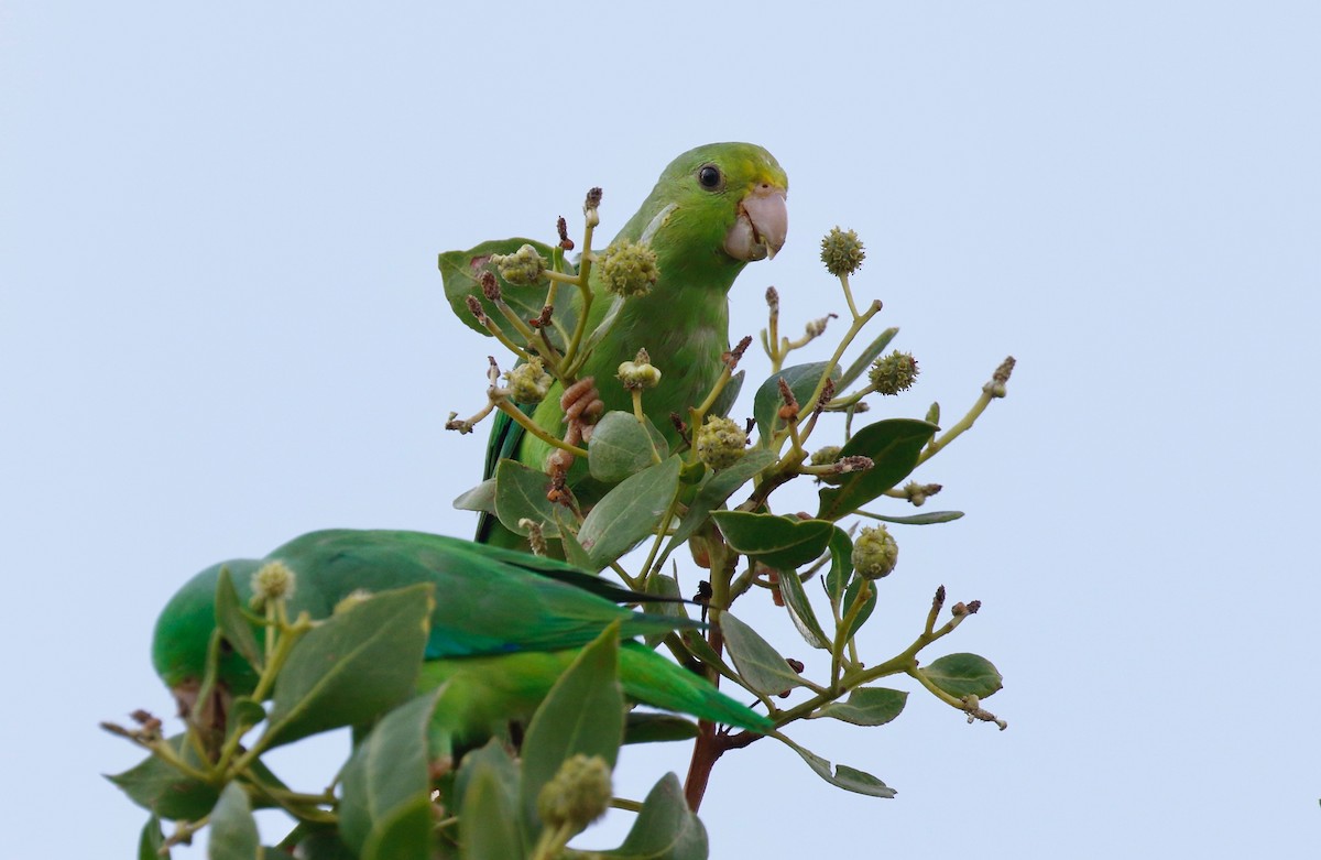 Зелёный воробьиный попугайчик - ML114640611