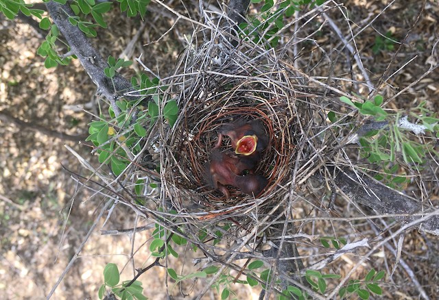 Downy chicks at nest. - Vermilion Cardinal - 