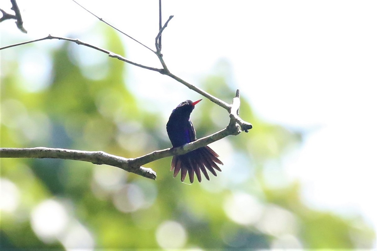 Violet-bellied Hummingbird - Charles Davies