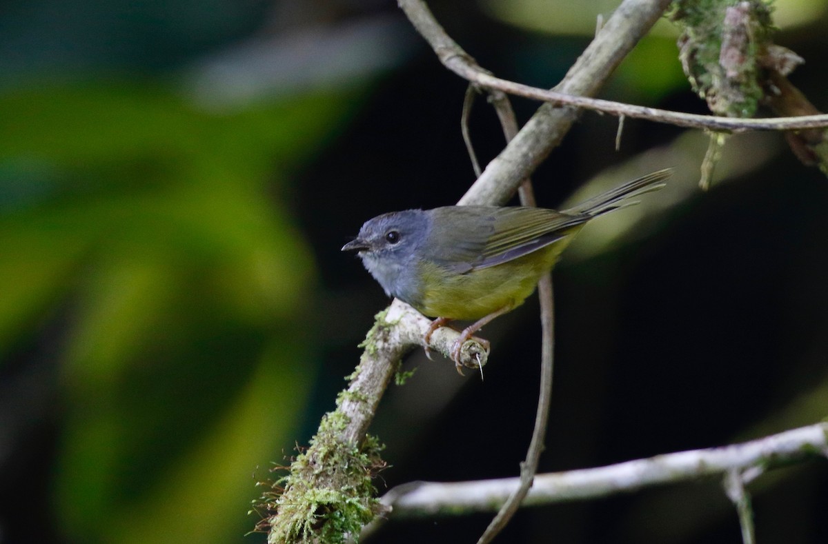 Gray-throated Warbler - ML114643161