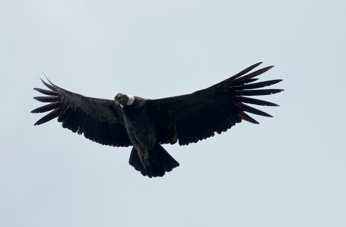 Condor des Andes - ML114644191