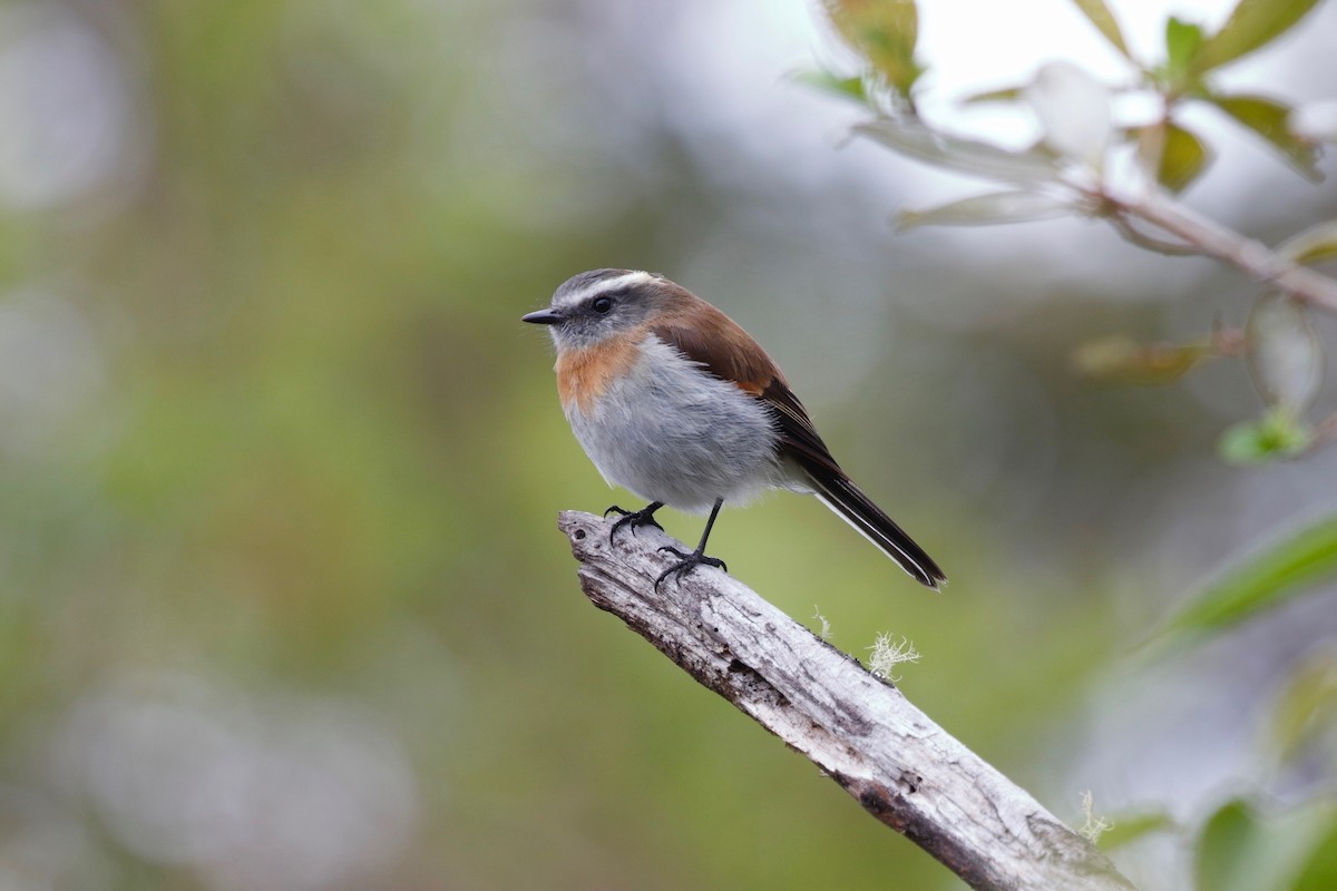 Rufous-breasted Chat-Tyrant - ML114645751