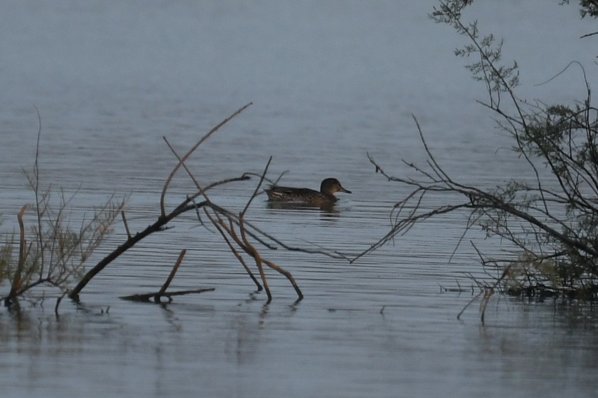Green-winged Teal - ML114647701