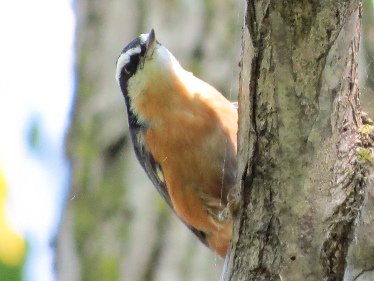 Red-breasted Nuthatch - ML114649041