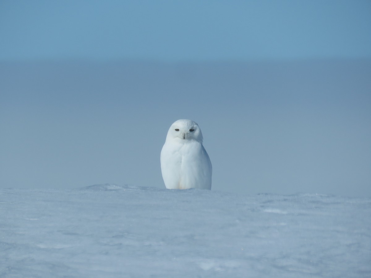 Snowy Owl - Kathleen Coyle