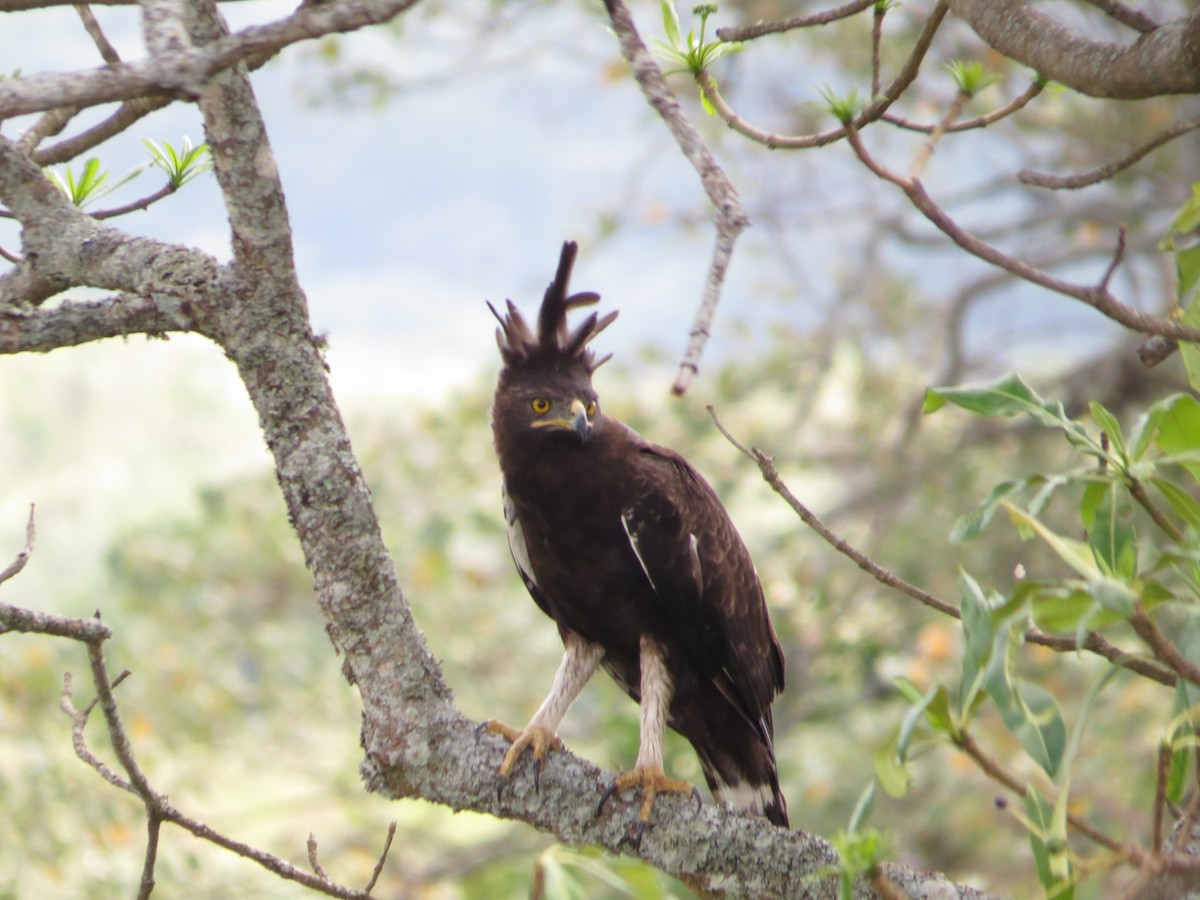 Long-crested Eagle - Vickie Buck