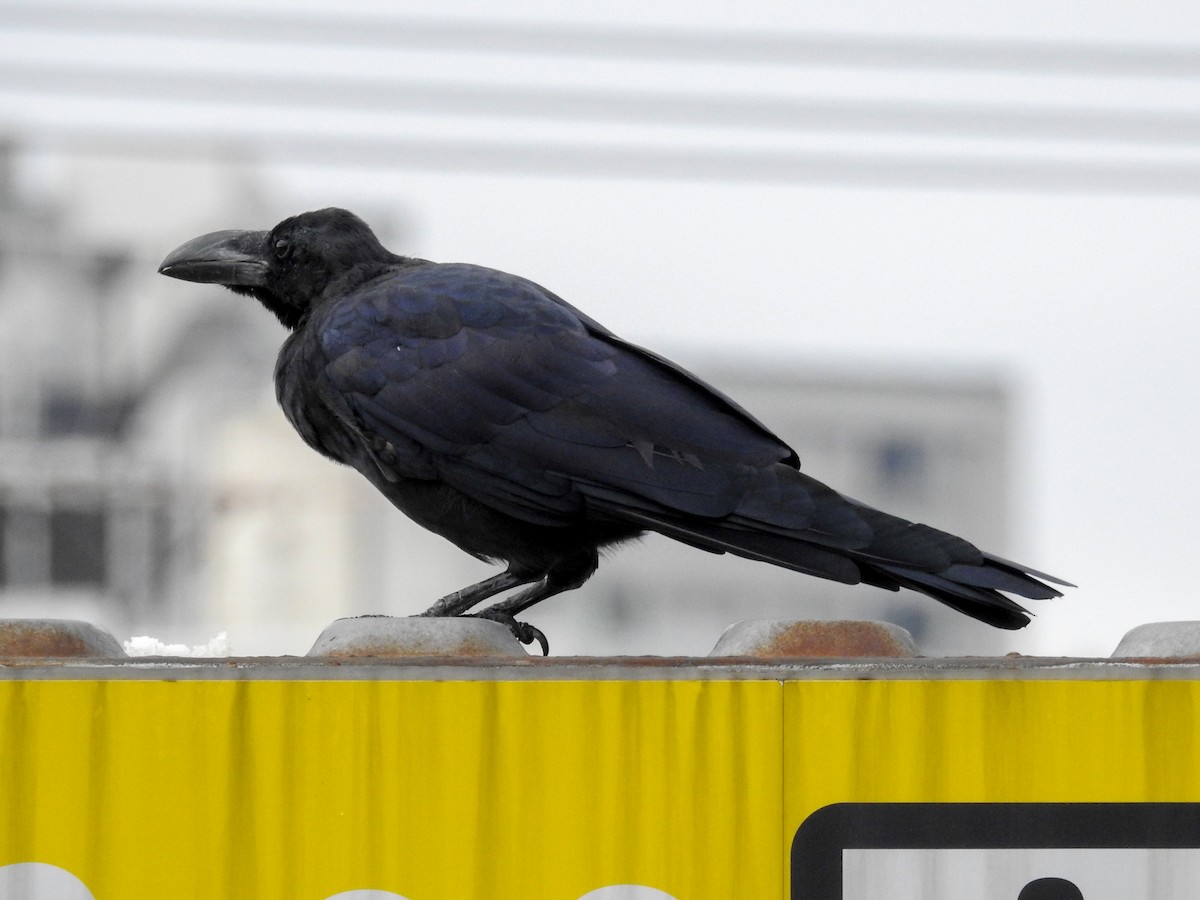 Large-billed Crow - ML114652291