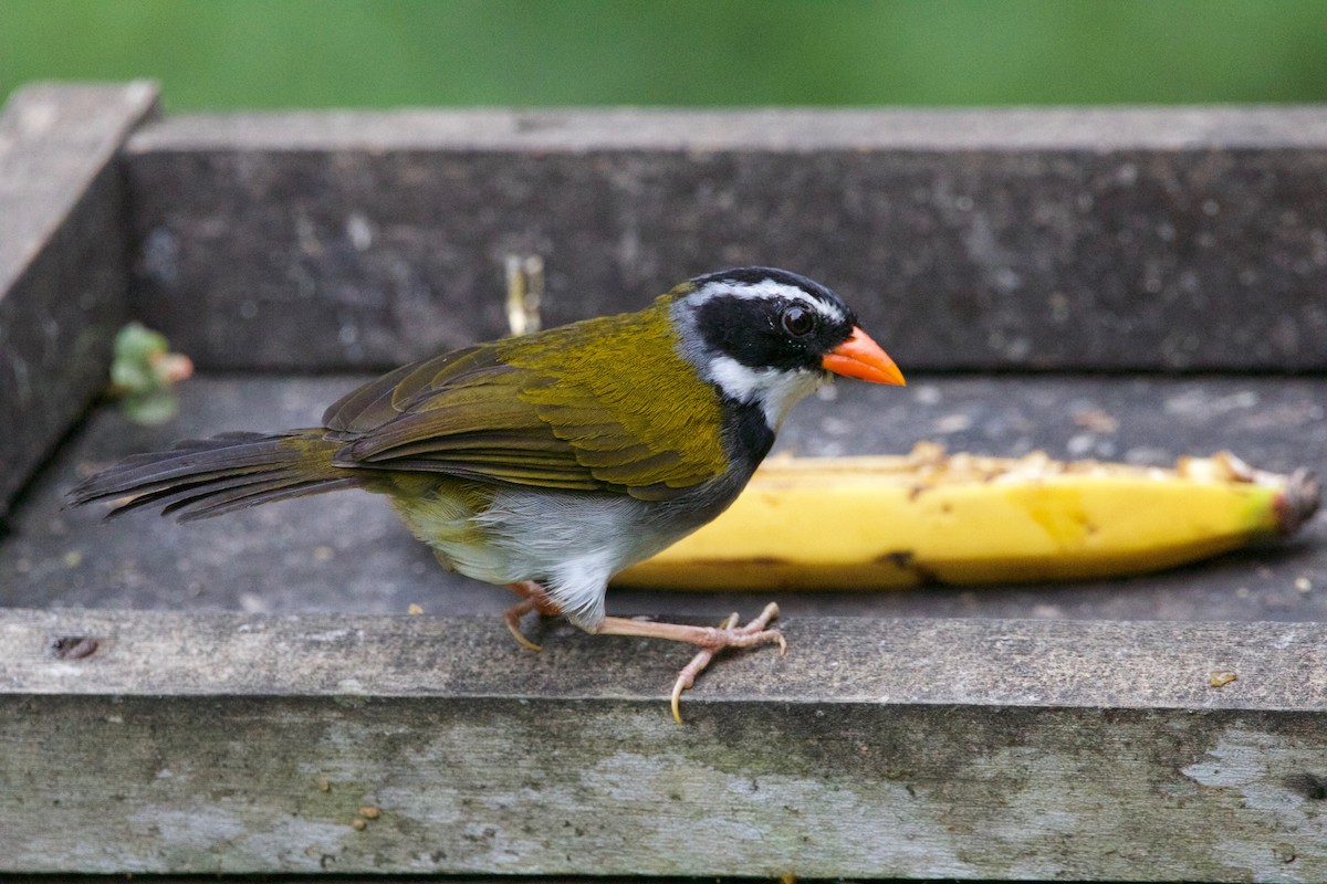 Orange-billed Sparrow - Gavin McKinnon
