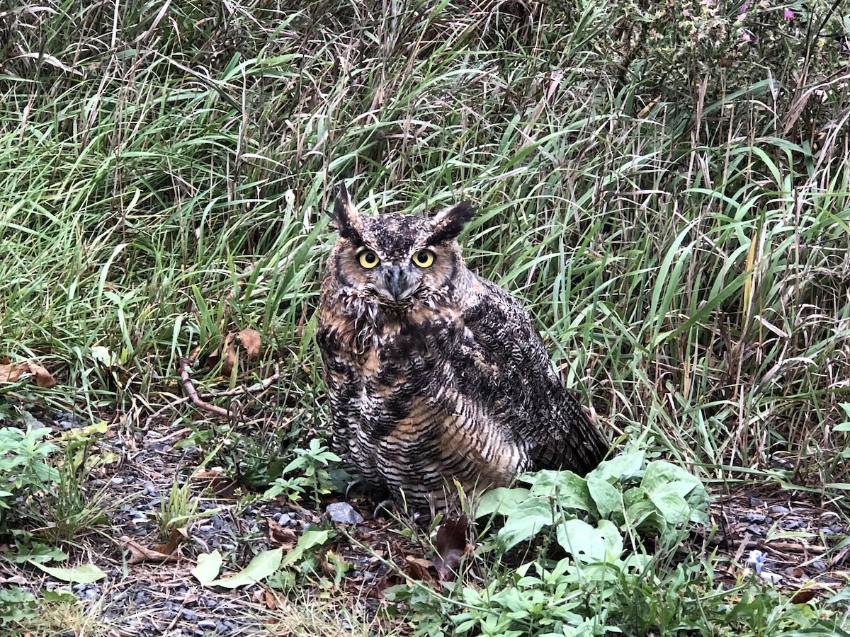 Great Horned Owl - ML114653701
