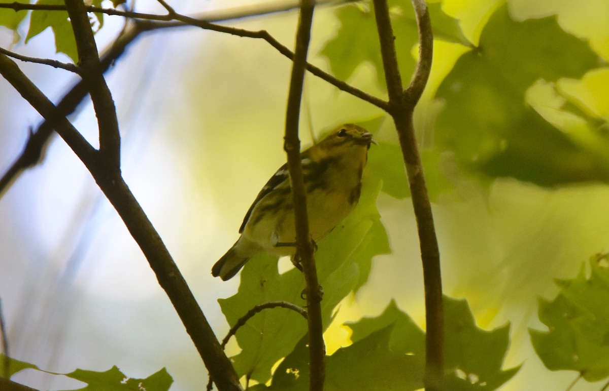 Black-throated Green Warbler - Pete Monacell