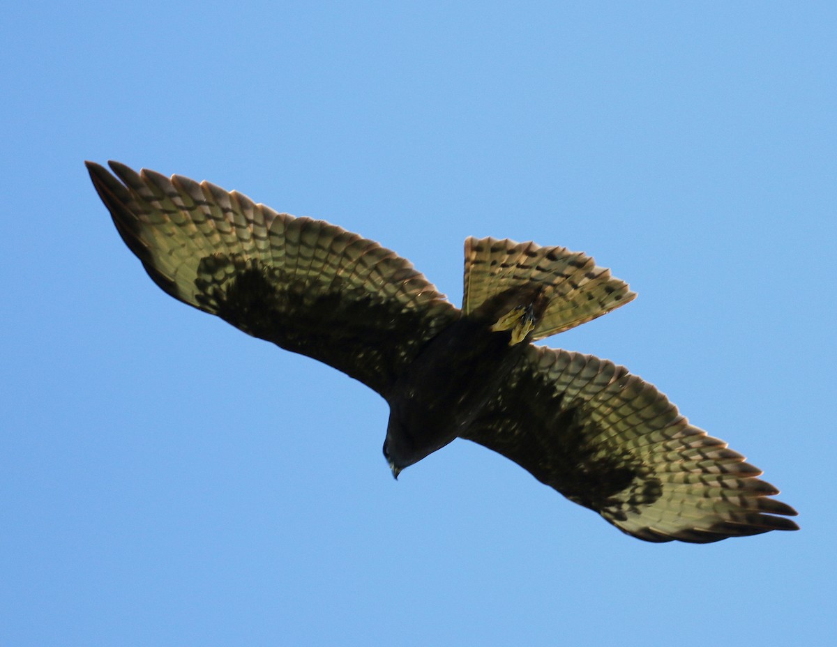 Short-tailed Hawk - Linda  Fell