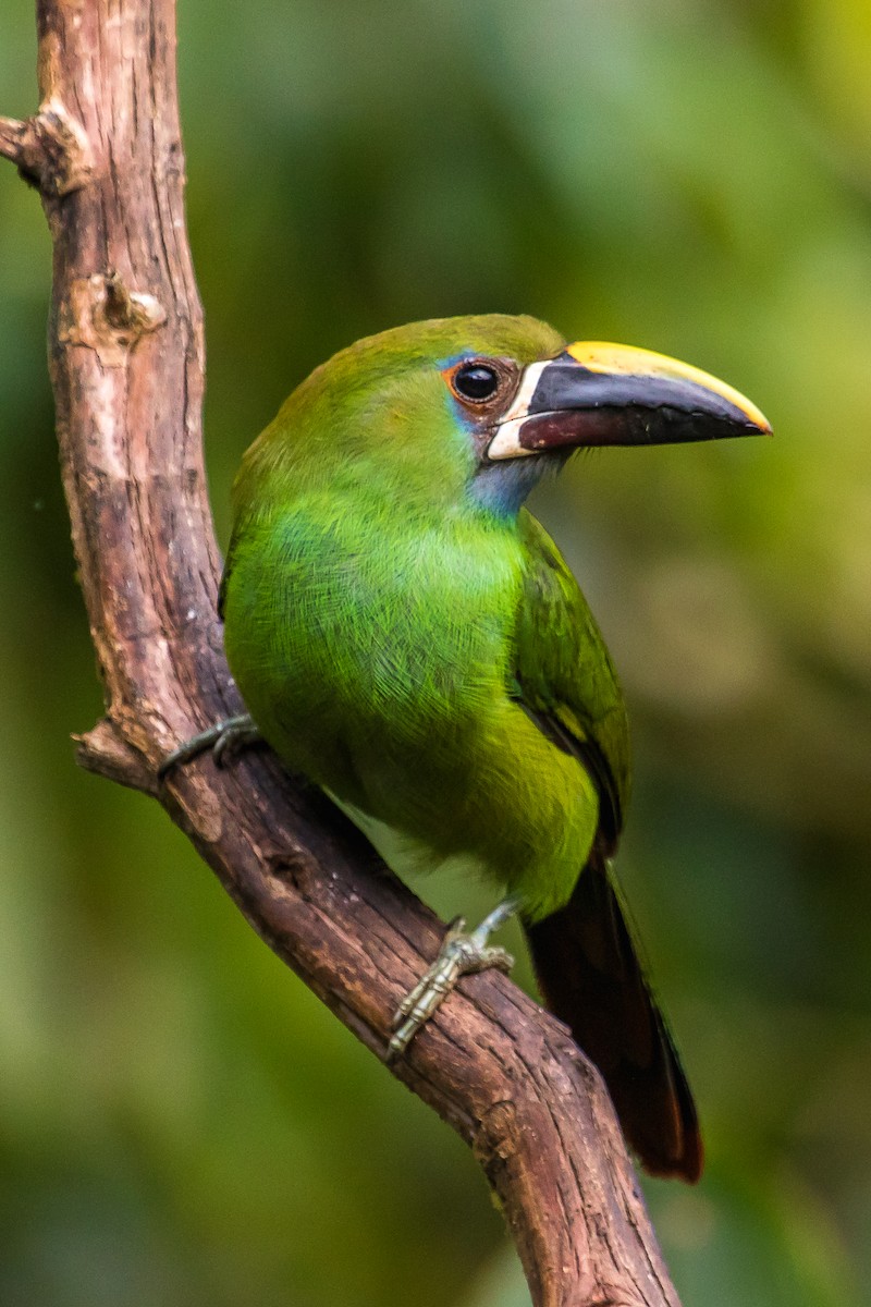 Southern Emerald-Toucanet (Andean) - ML114661291