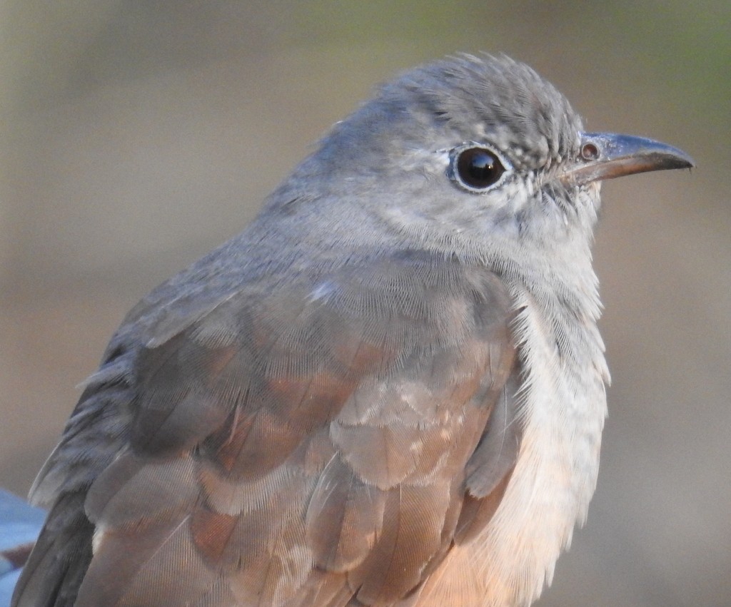 Brush Cuckoo (Australasian) - ML114662601
