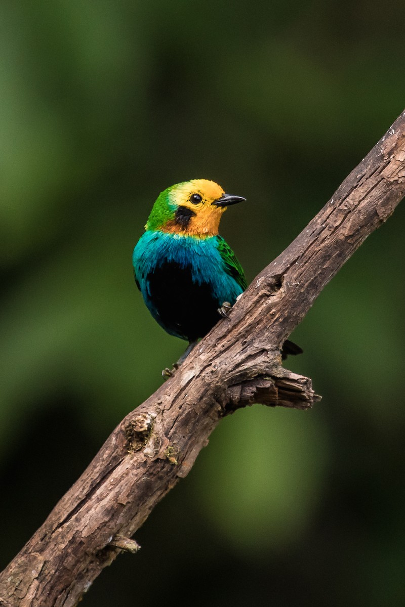 Multicolored Tanager - ML114662771