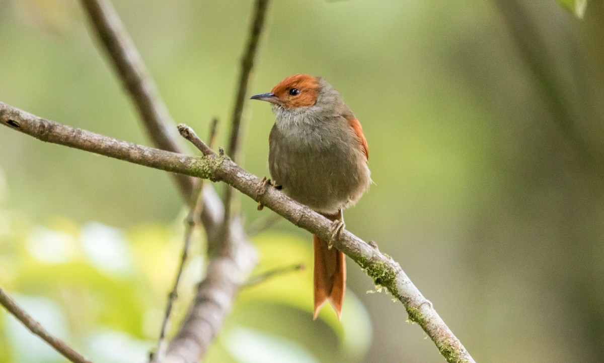 Red-faced Spinetail - ML114663051