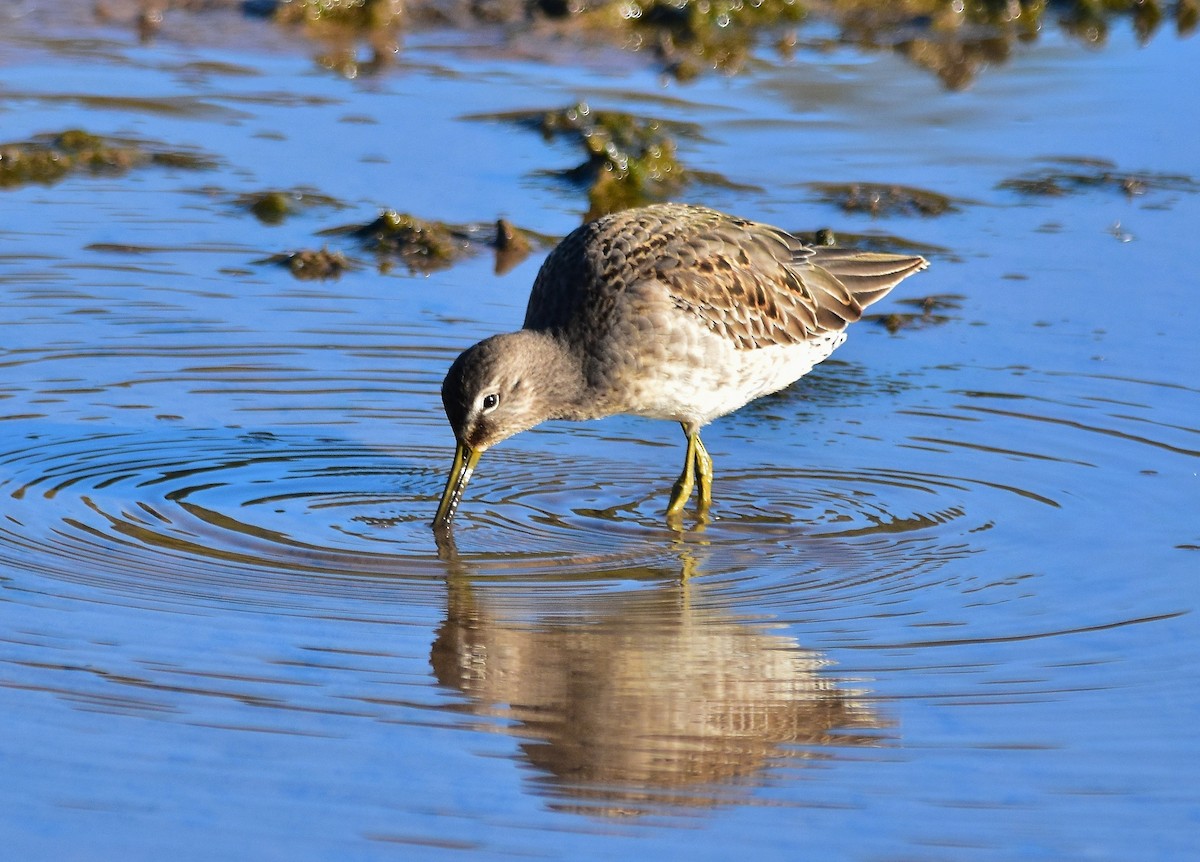 Long-billed Dowitcher - ML114664481
