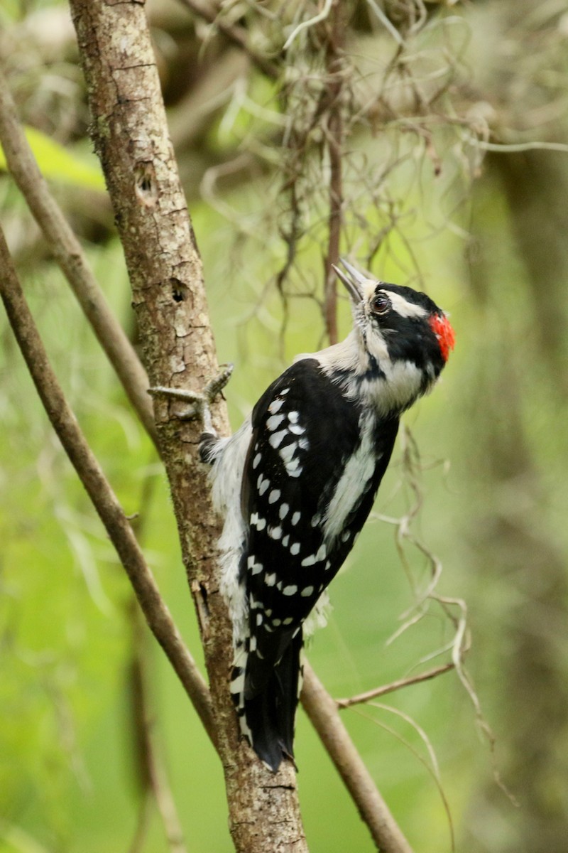 Downy Woodpecker - Paul Petrus