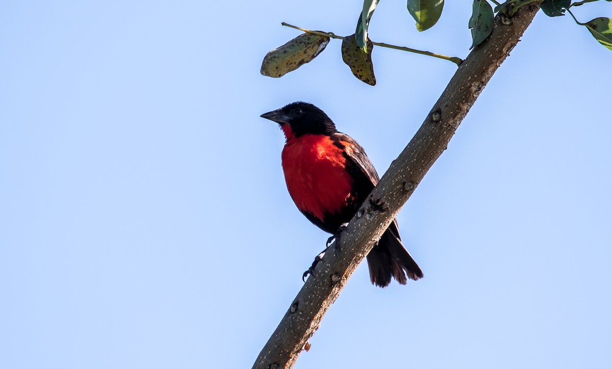 Red-breasted Meadowlark - David Monroy Rengifo
