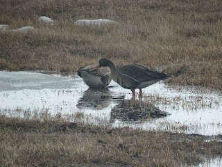 Greater White-fronted Goose, ML114668501