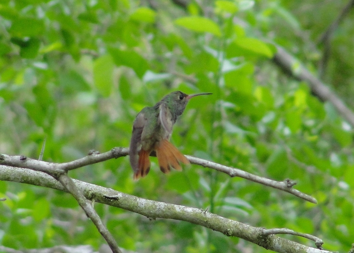 Buff-bellied Hummingbird - Isidro Montemayor