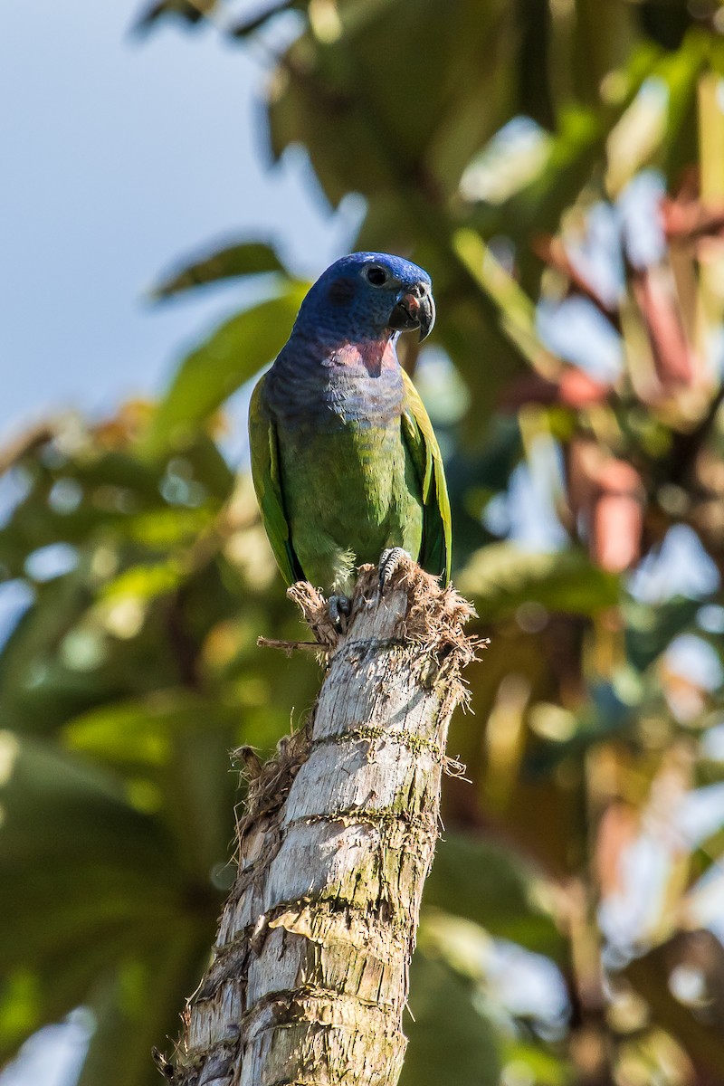 Blue-headed Parrot (Blue-headed) - David Monroy Rengifo