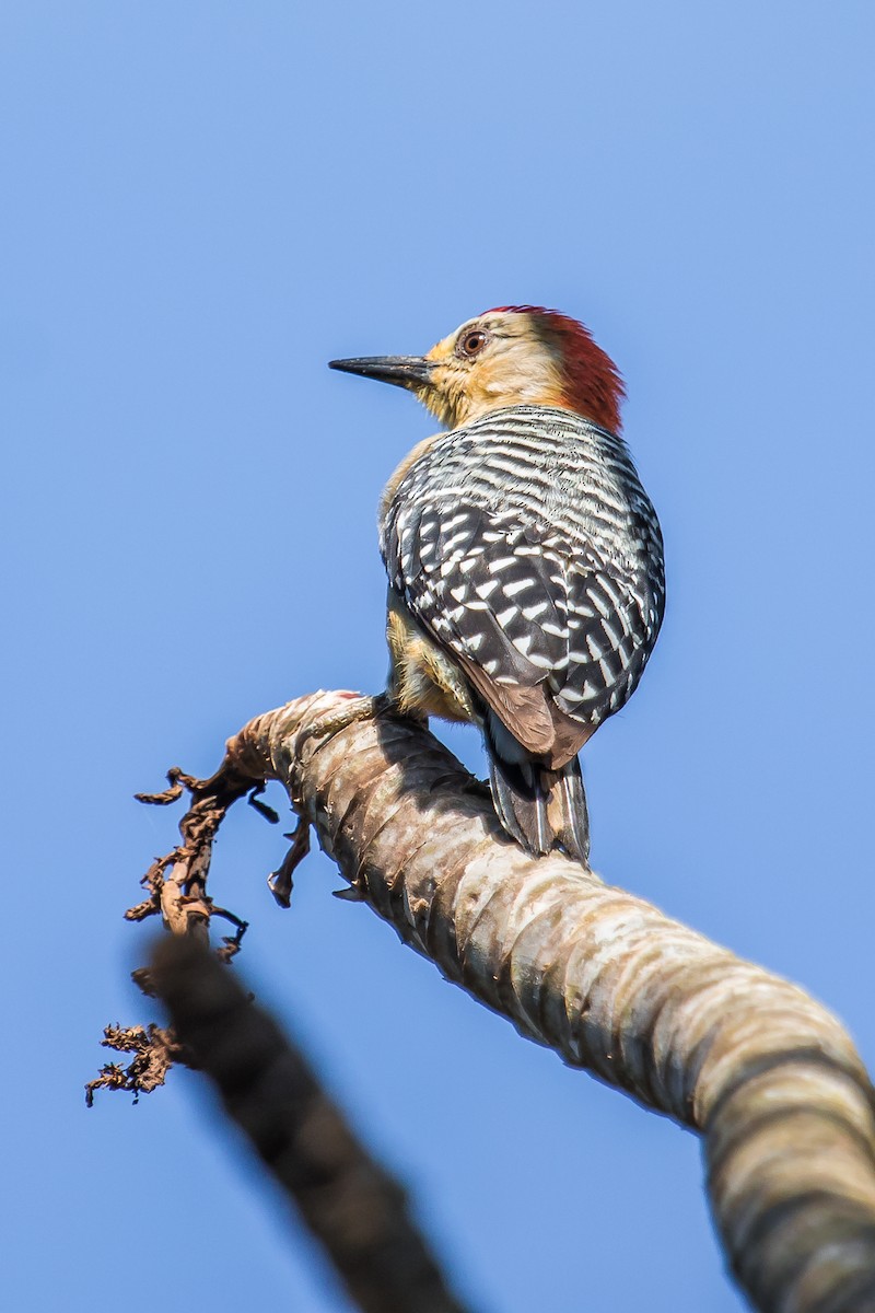 Red-crowned Woodpecker - ML114670411