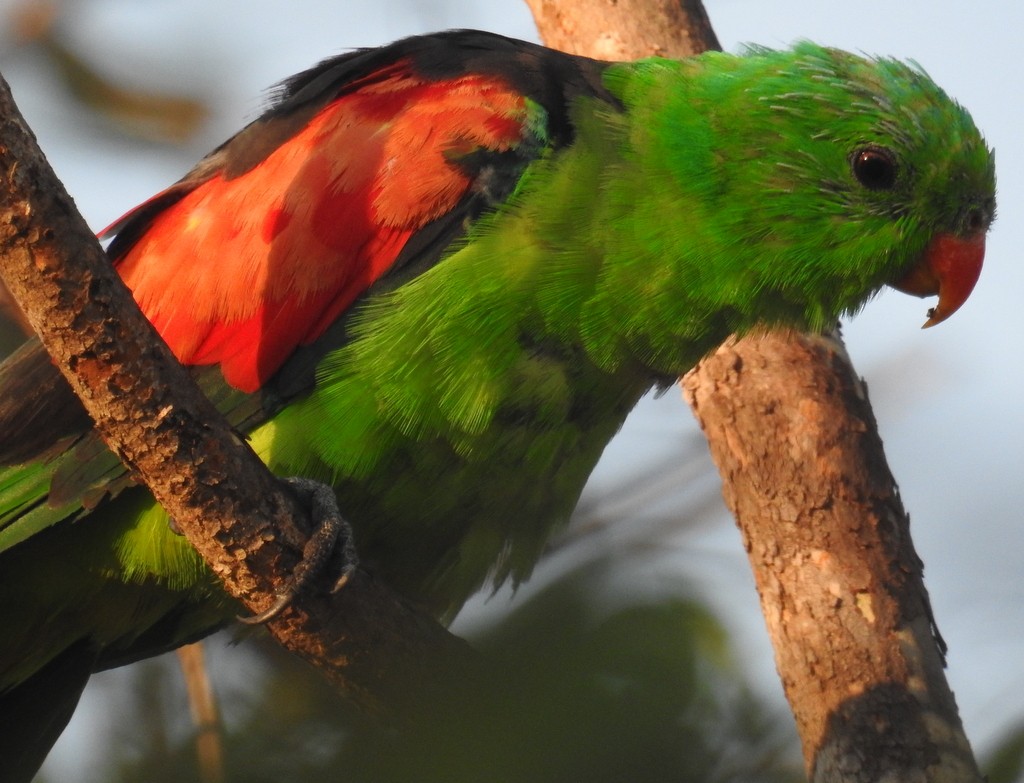 Red-winged Parrot - ML114670771
