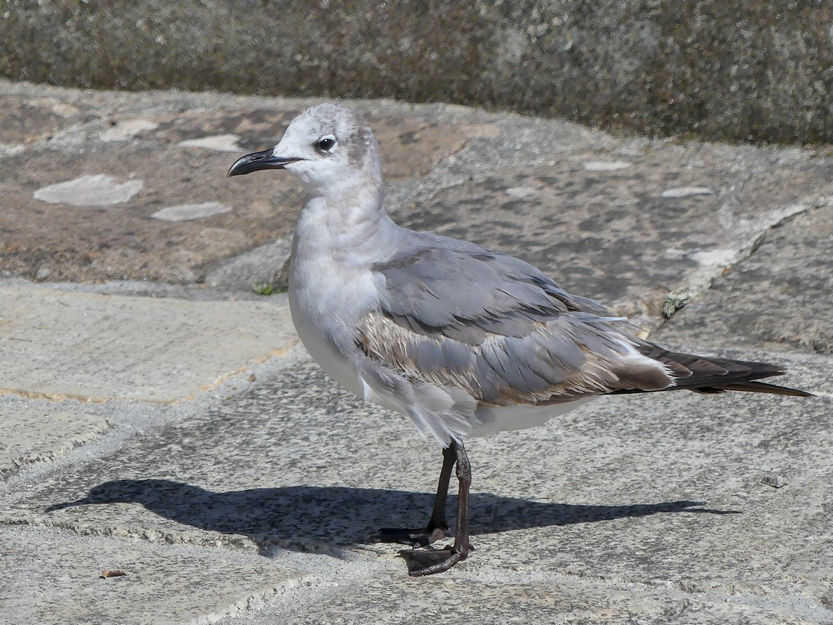 Laughing Gull - Mike Prince