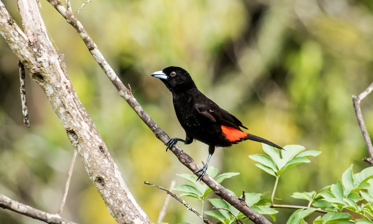 Flame-rumped Tanager (Flame-rumped) - ML114671261