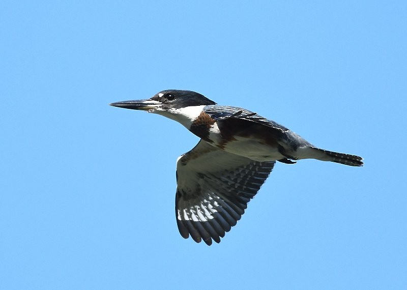 Belted Kingfisher - ML114672061