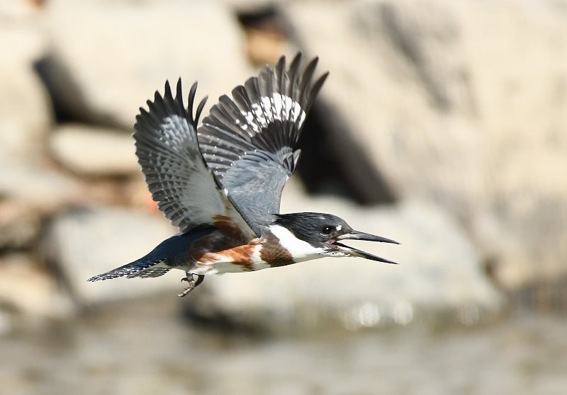Belted Kingfisher - ML114672071