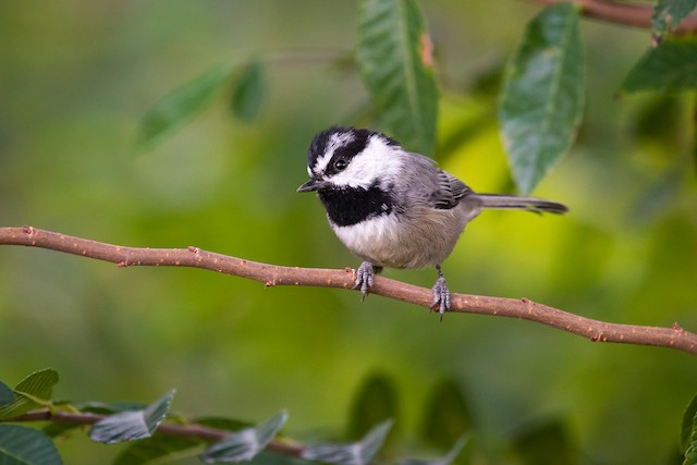 Mountain Chickadee