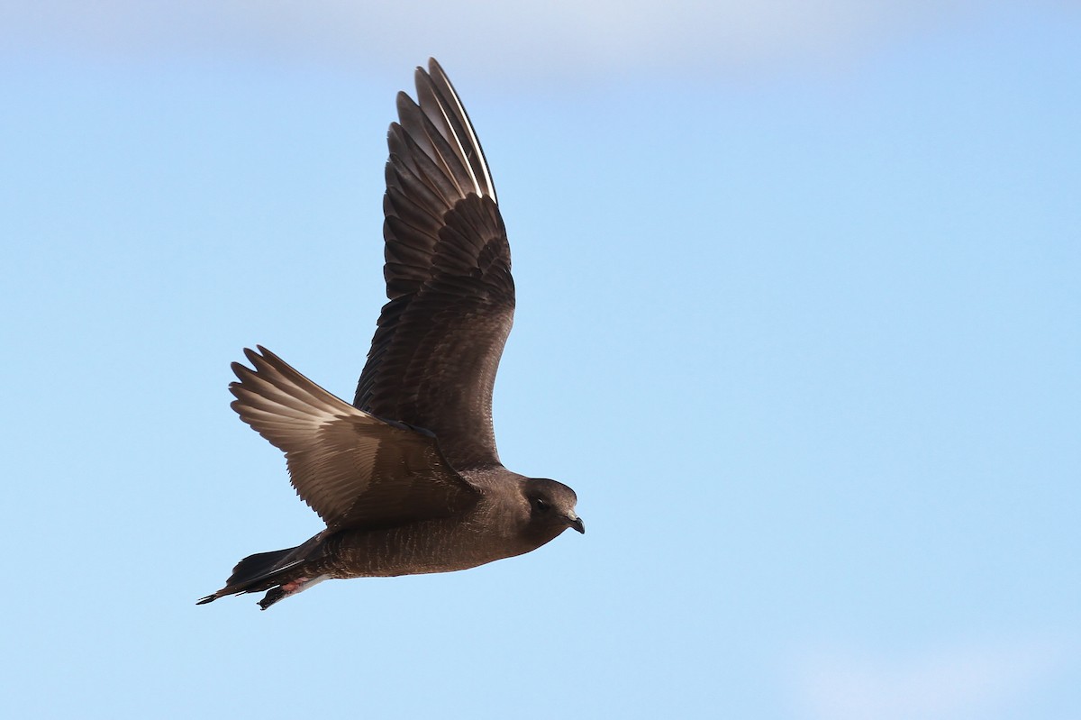 Long-tailed Jaeger - ML114676971