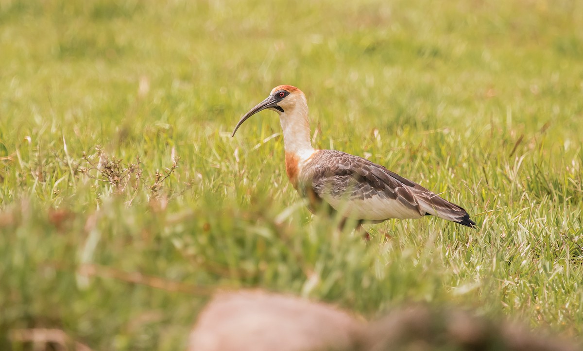 Buff-necked Ibis - David Monroy Rengifo