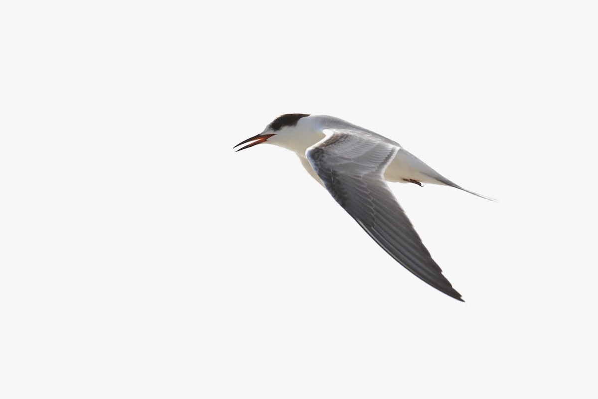 Common Tern - Alex Lamoreaux