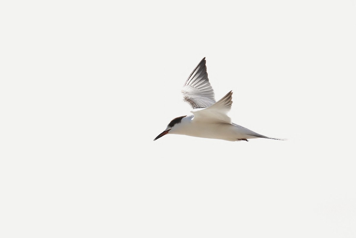 Common Tern - ML114680151