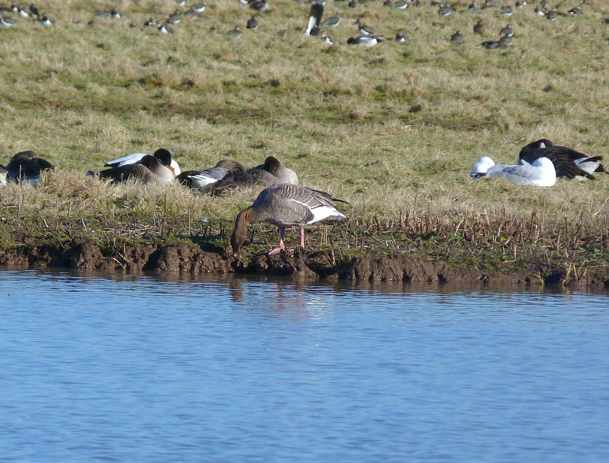 Pink-footed Goose - Mike Wheeler