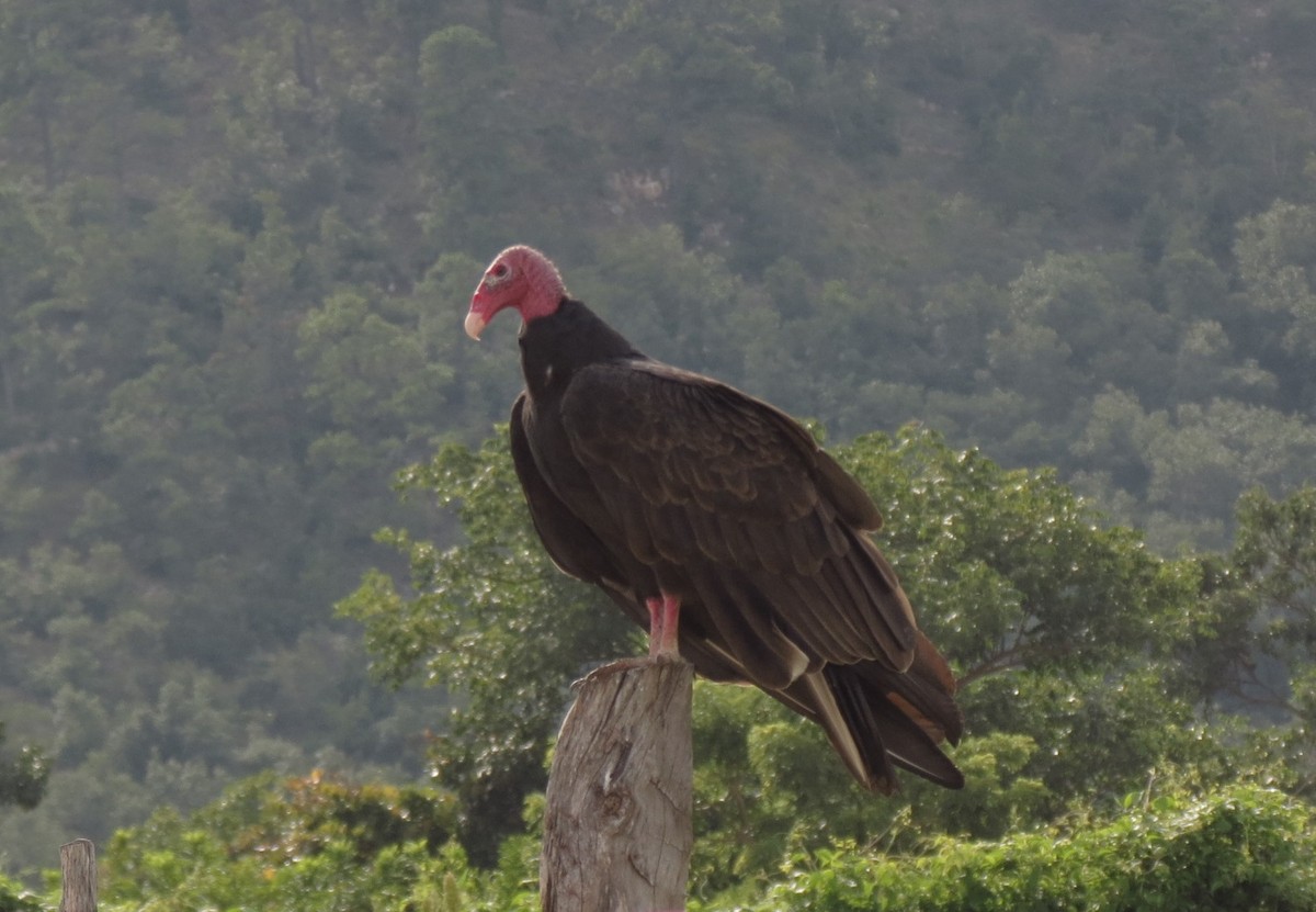 Turkey Vulture - Maryury  Gomez