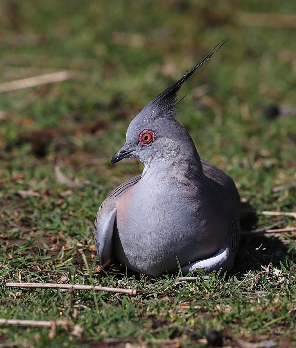 Crested Pigeon - ML114683551