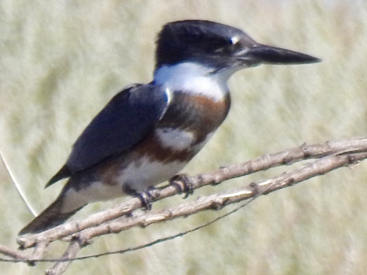 Belted Kingfisher - Daron Patterson