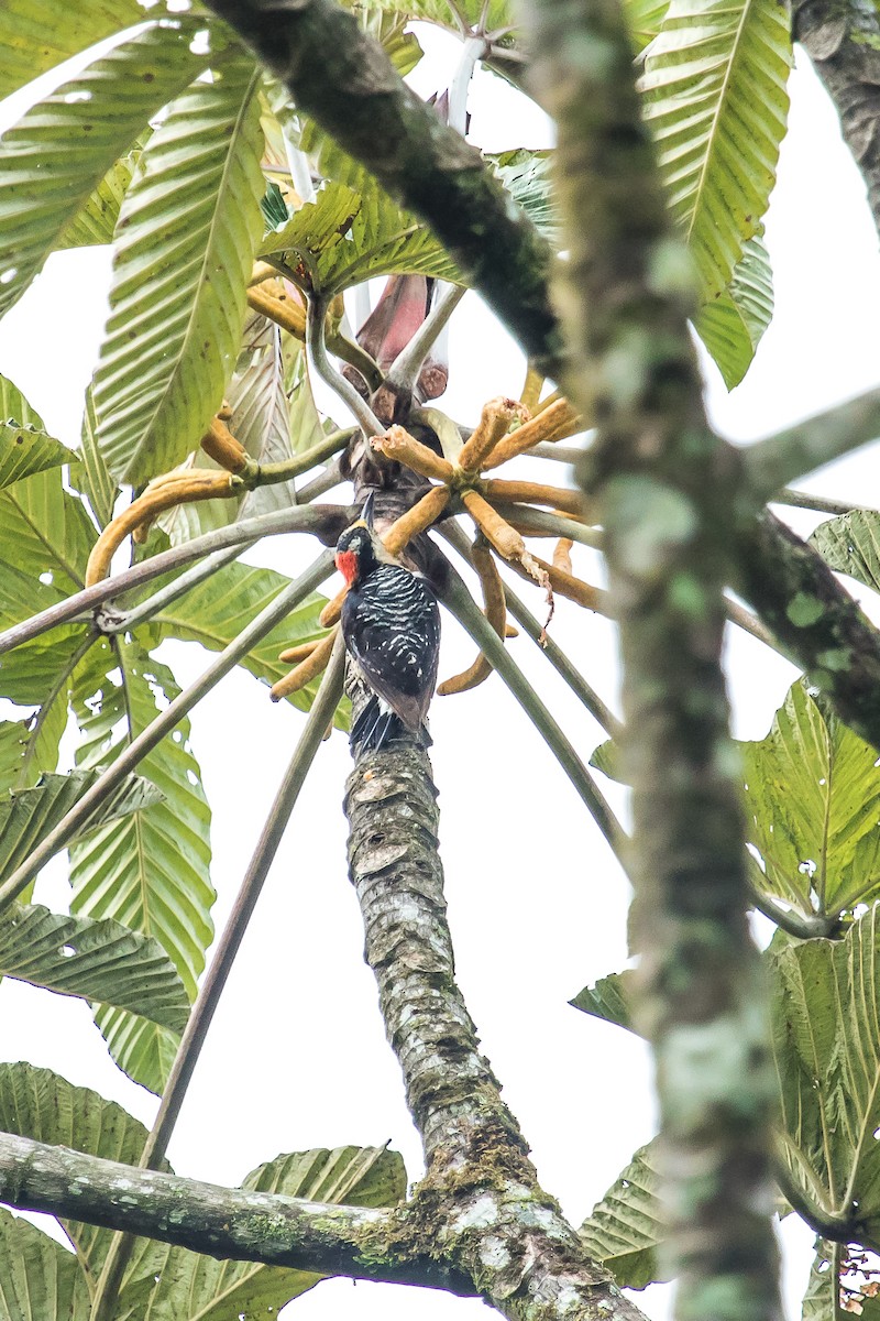 Black-cheeked Woodpecker - David Monroy Rengifo