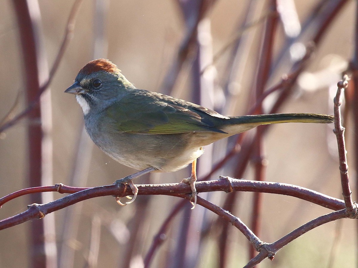 Green-tailed Towhee - Michael Mammoser