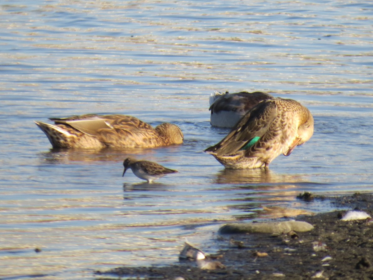 Green-winged Teal - ML114686161