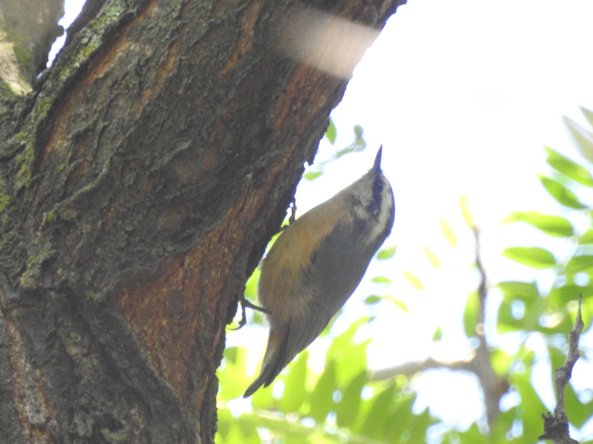 Red-breasted Nuthatch - ML114689931