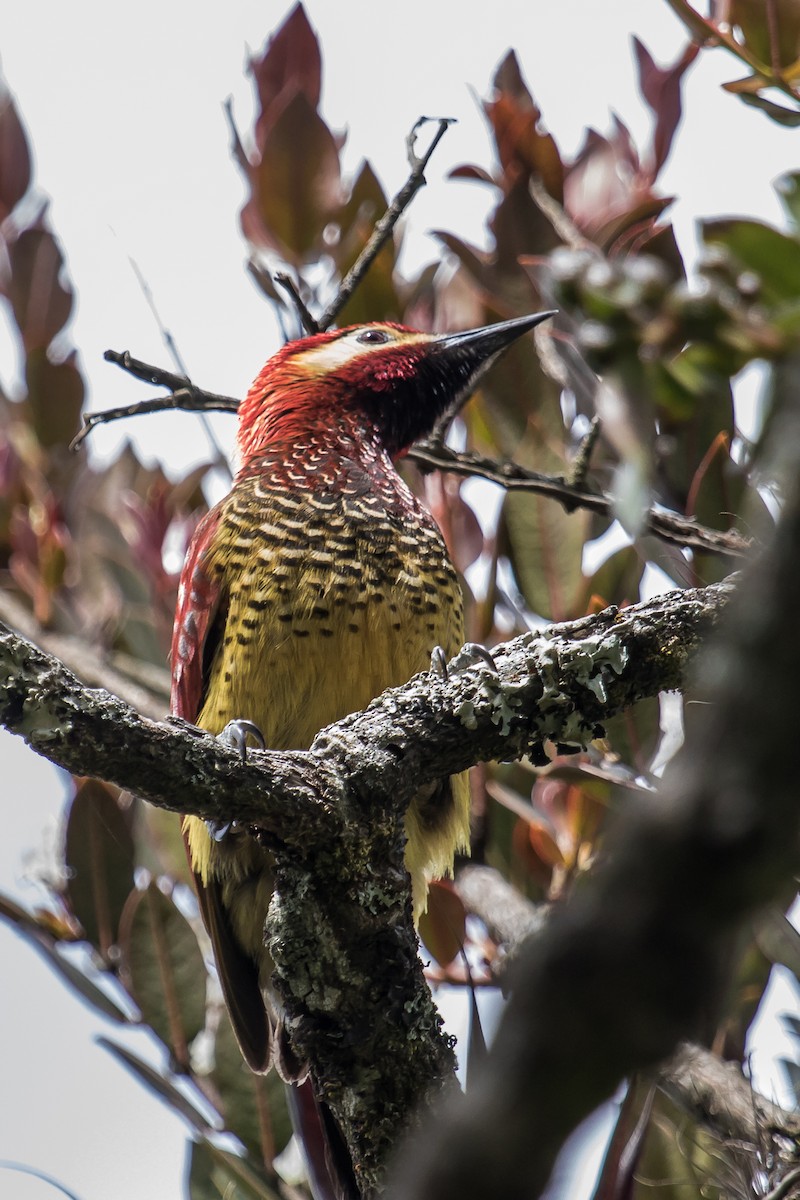Crimson-mantled Woodpecker - David Monroy Rengifo