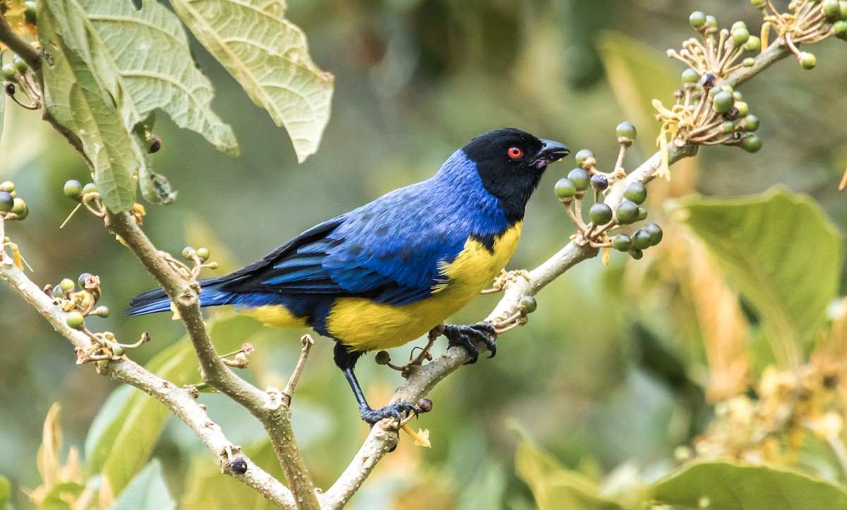 Hooded Mountain Tanager - ML114691411